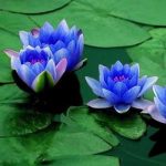 blue-lotus-350